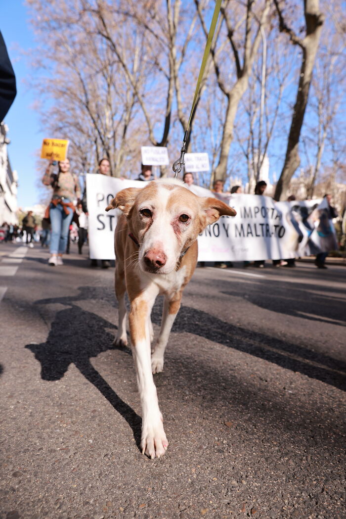 I Photographed Thousands Of People Protesting Against Animal Rights Bill In Spain To Spread Awareness