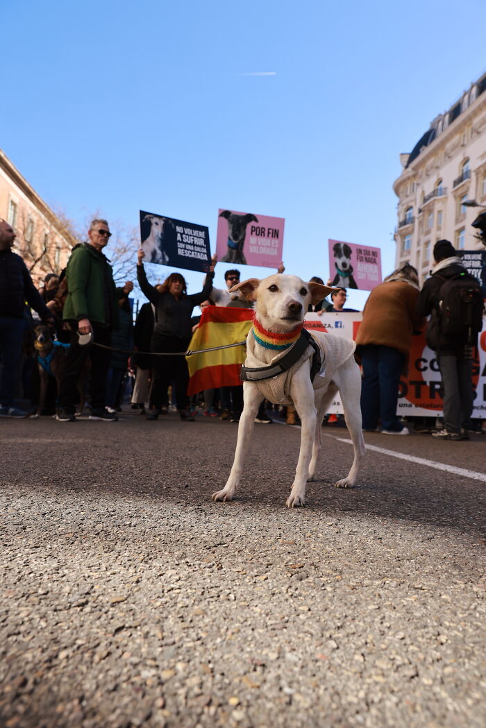 I Photographed Thousands Of People Protesting Against Animal Rights Bill In Spain To Spread Awareness