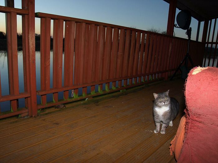 A Story Of A Stray Cat That Showed Up At Our Window And Came Into Our Life