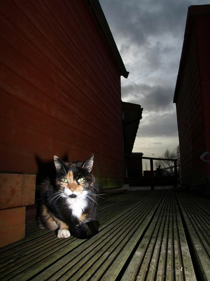 A Story Of A Stray Cat That Showed Up At Our Window And Came Into Our Life