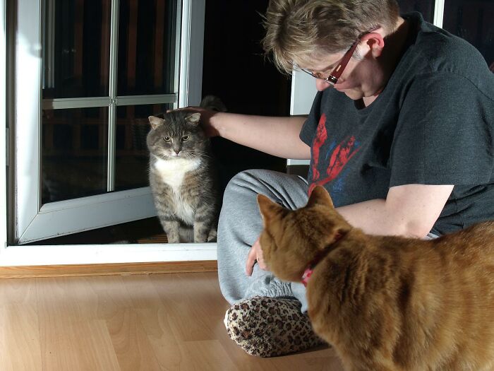 A Story Of A Stray Cat That Showed Up At Our Window And Came Into Our Life