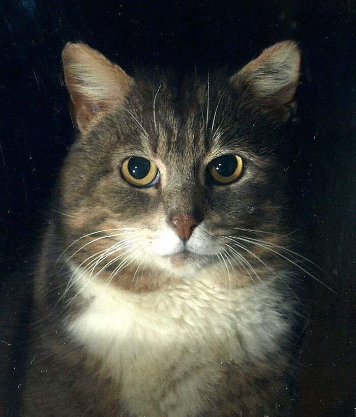 A Story Of A Stray Cat That Showed Up At Our Window And Came Into Our Life