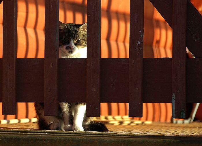 A Story Of A Stray Cat That Showed Up At Our Window And Came Into Our Life