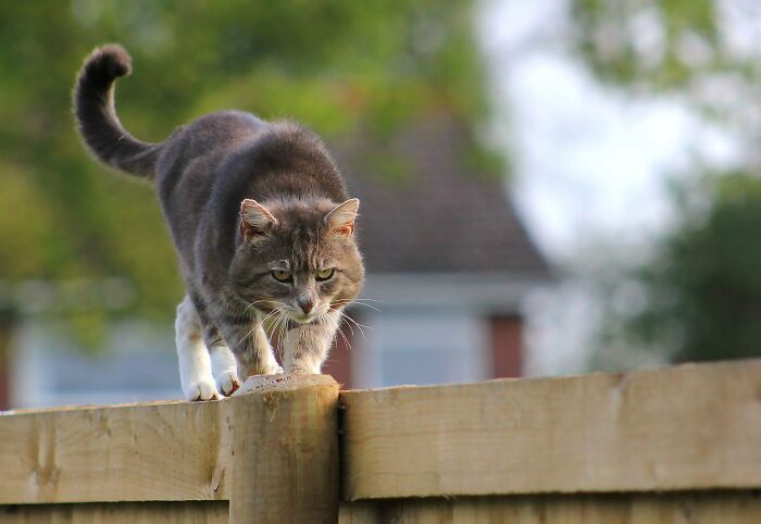 A Story Of A Stray Cat That Showed Up At Our Window And Came Into Our Life