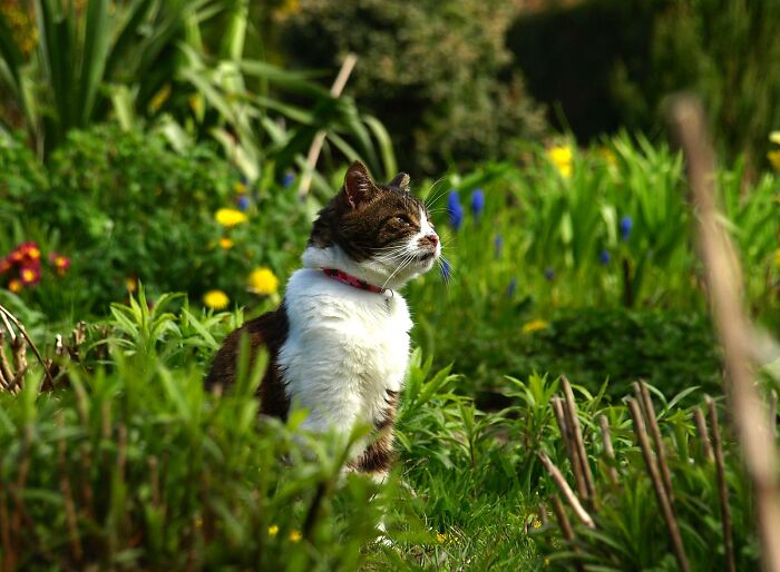 A Story Of A Stray Cat That Showed Up At Our Window And Came Into Our Life