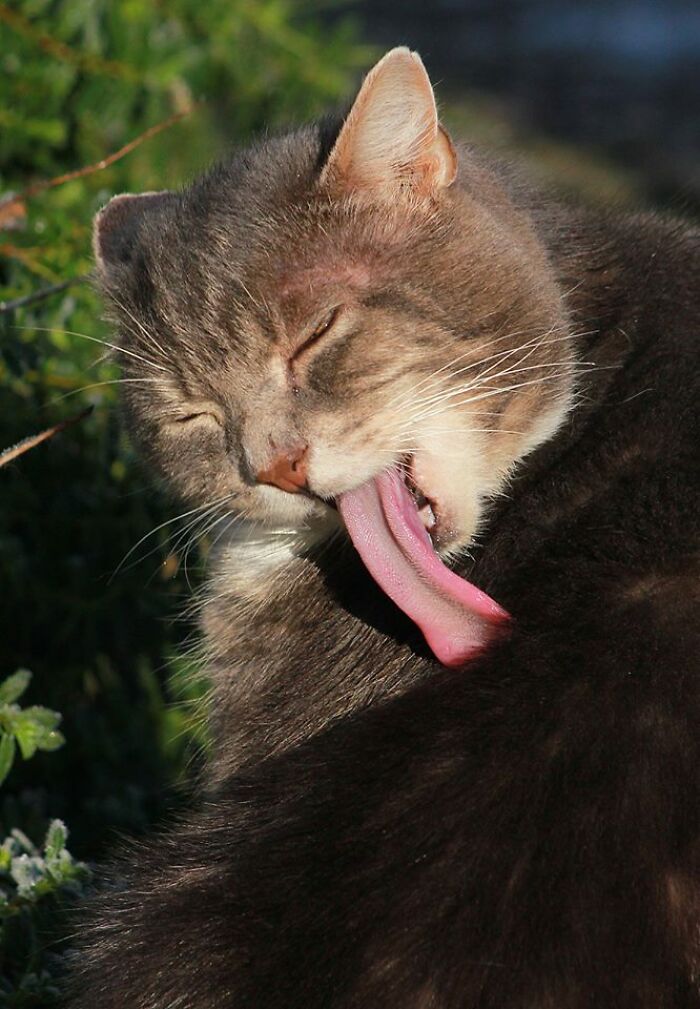 A Story Of A Stray Cat That Showed Up At Our Window And Came Into Our Life