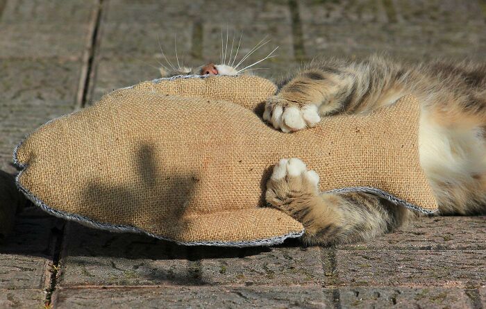 A Story Of A Stray Cat That Showed Up At Our Window And Came Into Our Life