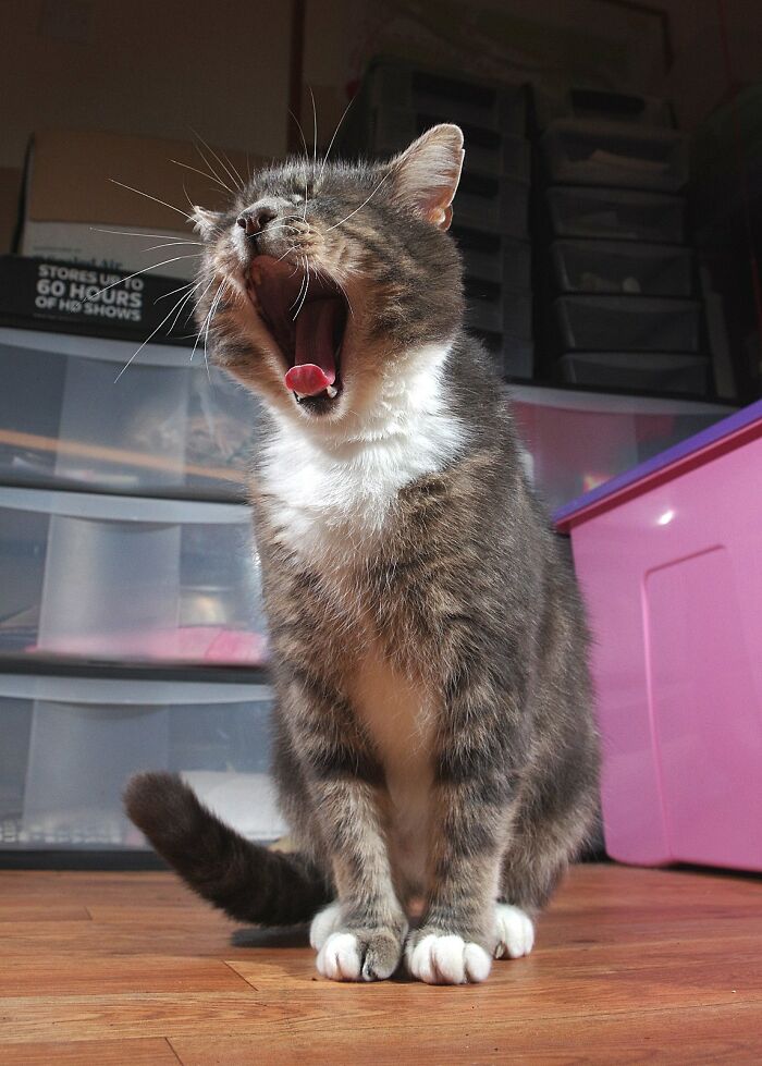 A Story Of A Stray Cat That Showed Up At Our Window And Came Into Our Life