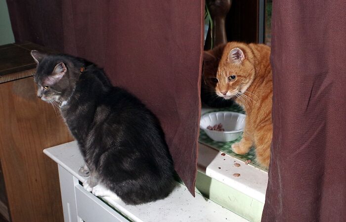 A Story Of A Stray Cat That Showed Up At Our Window And Came Into Our Life