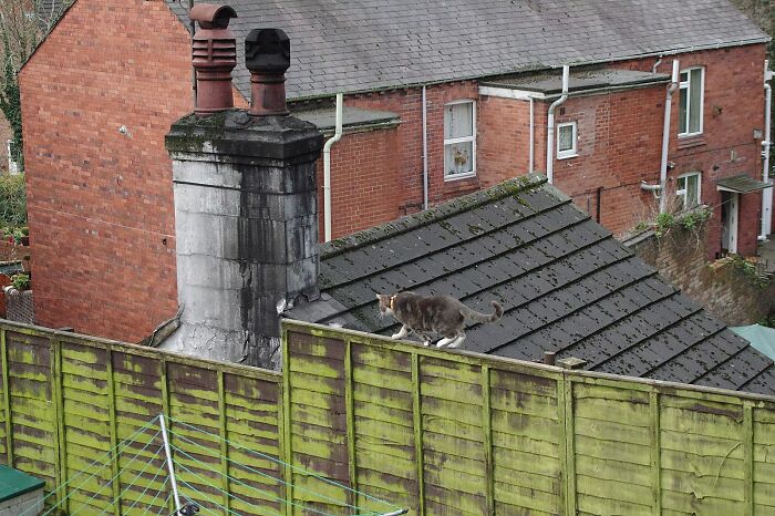 A Story Of A Stray Cat That Showed Up At Our Window And Came Into Our Life