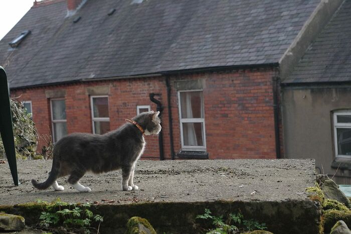 A Story Of A Stray Cat That Showed Up At Our Window And Came Into Our Life