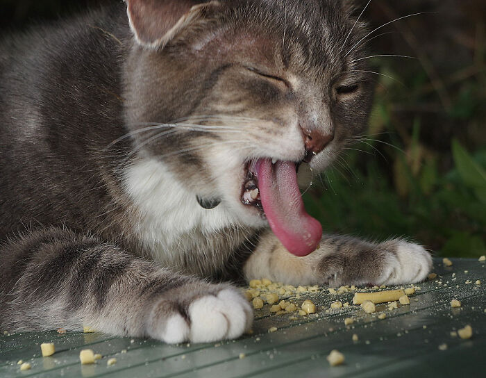 A Story Of A Stray Cat That Showed Up At Our Window And Came Into Our Life