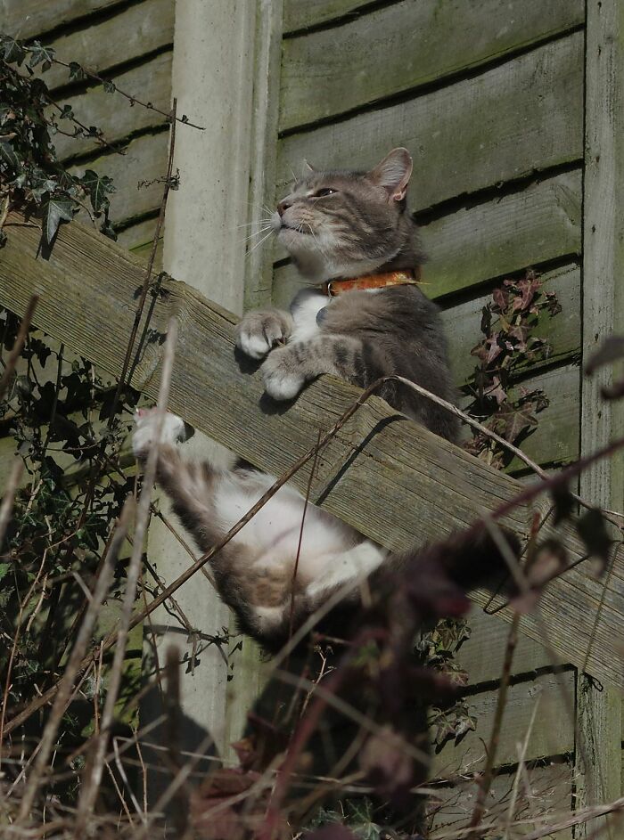 A Story Of A Stray Cat That Showed Up At Our Window And Came Into Our Life