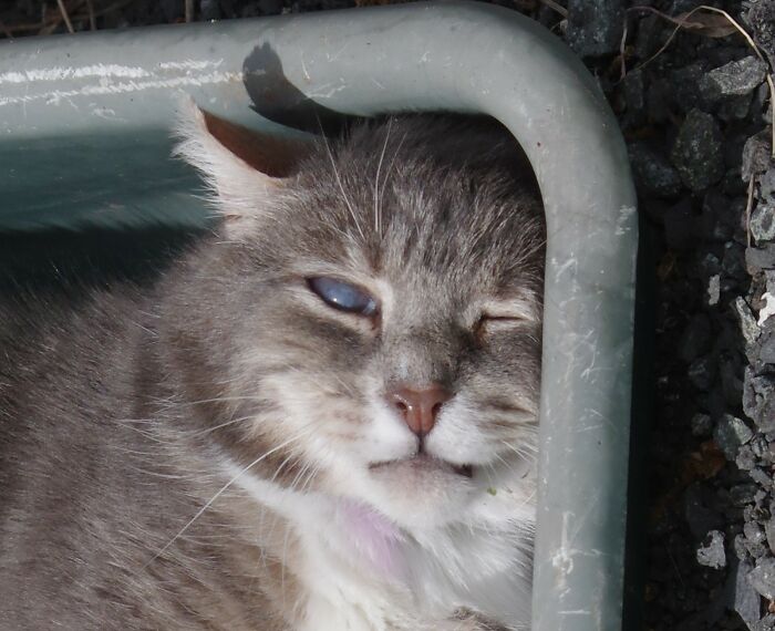 A Story Of A Stray Cat That Showed Up At Our Window And Came Into Our Life