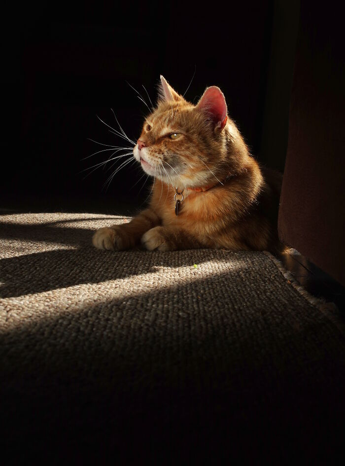 A Story Of A Stray Cat That Showed Up At Our Window And Came Into Our Life