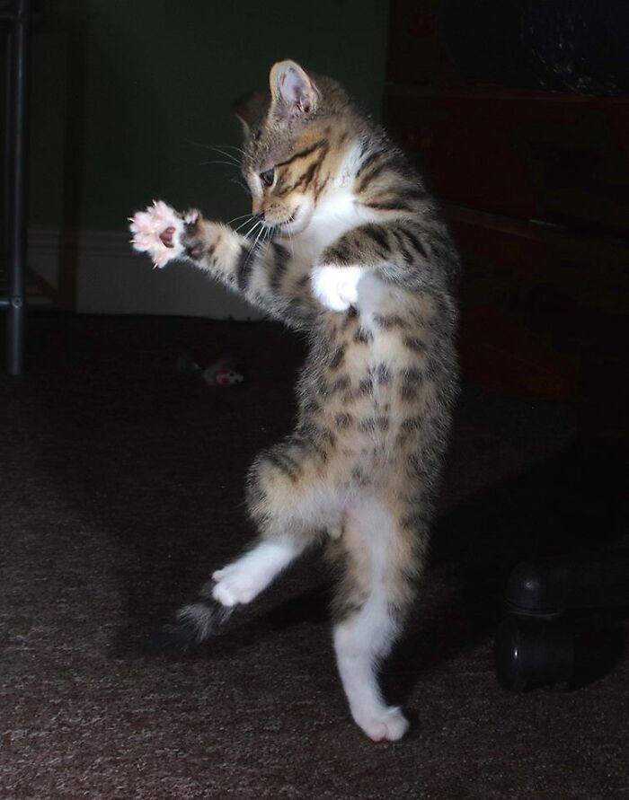 A Story Of A Stray Cat That Showed Up At Our Window And Came Into Our Life