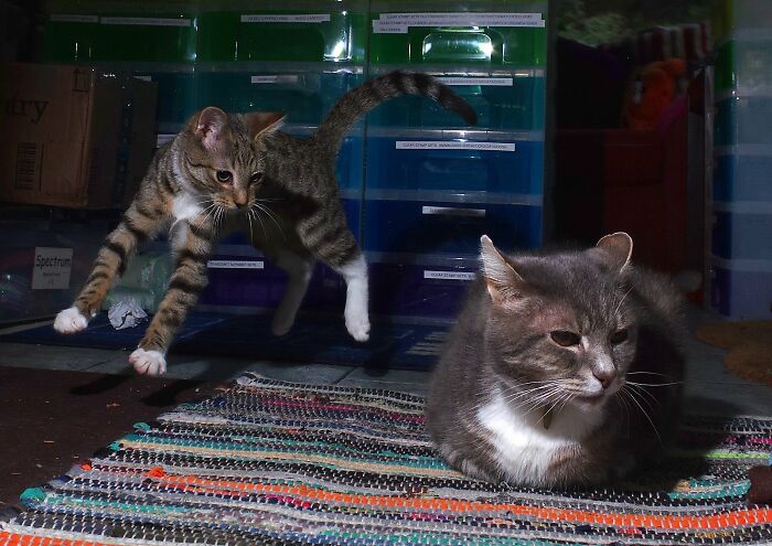 A Story Of A Stray Cat That Showed Up At Our Window And Came Into Our Life