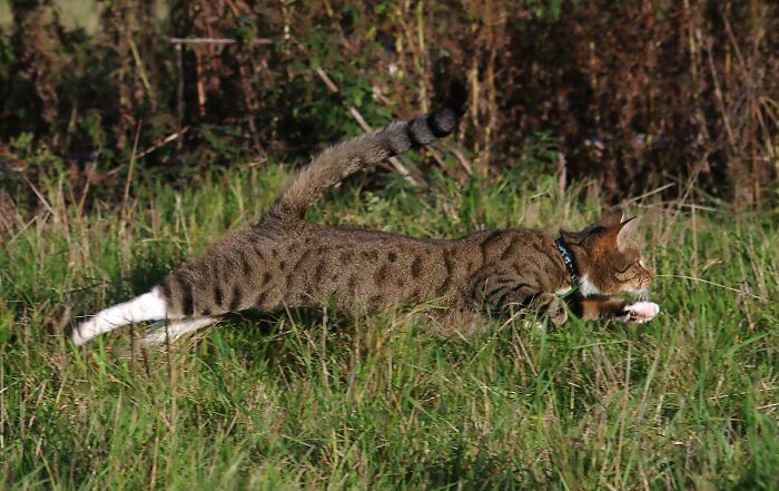 A Story Of A Stray Cat That Showed Up At Our Window And Came Into Our Life