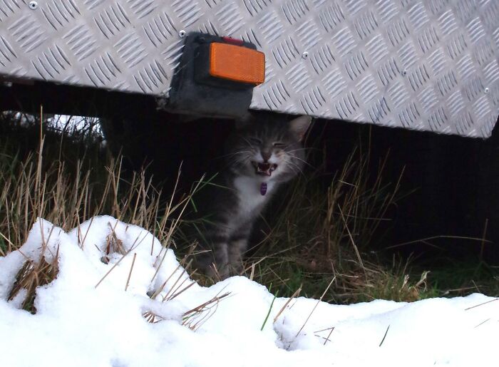 A Story Of A Stray Cat That Showed Up At Our Window And Came Into Our Life