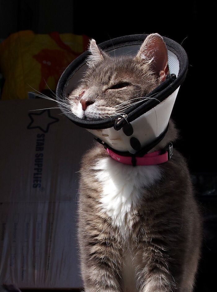 A Story Of A Stray Cat That Showed Up At Our Window And Came Into Our Life