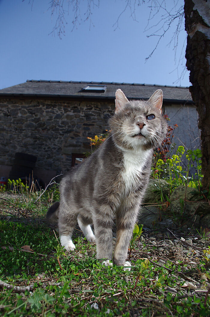 A Story Of A Stray Cat That Showed Up At Our Window And Came Into Our Life