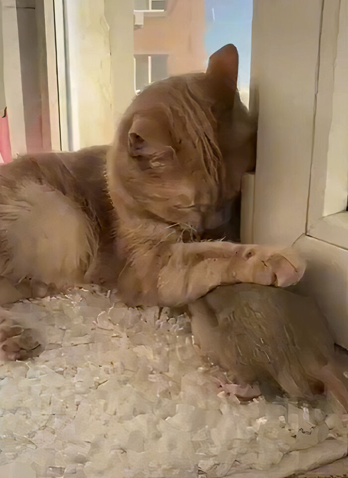 The Most Unlikely Friendship Formed Between This Cat And A Rat, Who Now Share An Inseparable Bond The Most Unlikely Friendship Formed Between This Cat And A Rat, Who Now Share An Inseparable Bond