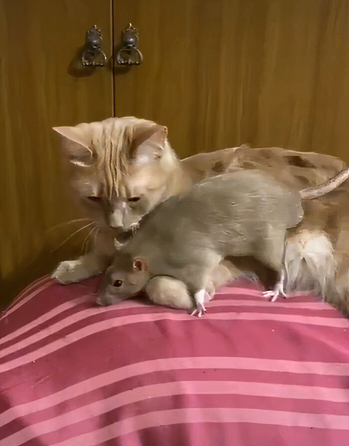 The Most Unlikely Friendship Formed Between This Cat And A Rat, Who Now Share An Inseparable Bond The Most Unlikely Friendship Formed Between This Cat And A Rat, Who Now Share An Inseparable Bond