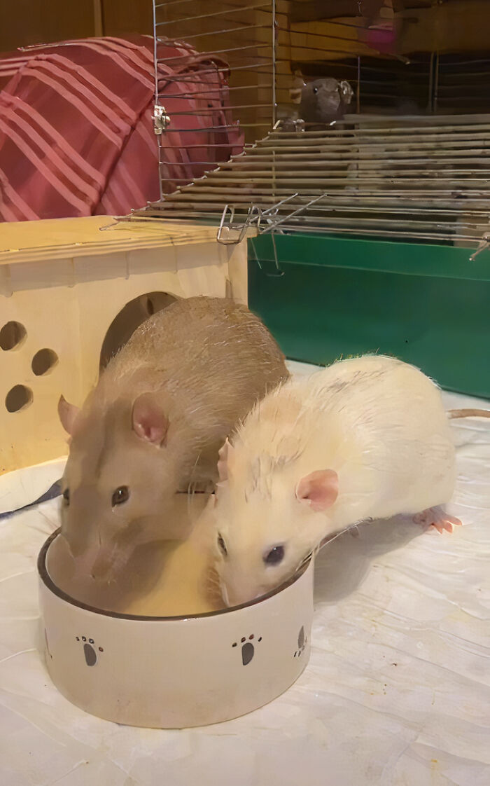 The Most Unlikely Friendship Formed Between This Cat And A Rat, Who Now Share An Inseparable Bond The Most Unlikely Friendship Formed Between This Cat And A Rat, Who Now Share An Inseparable Bond