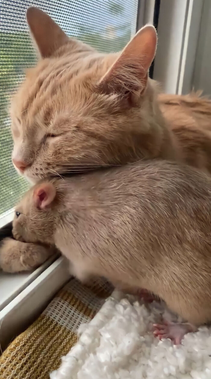 The Most Unlikely Friendship Formed Between This Cat And A Rat, Who Now Share An Inseparable Bond The Most Unlikely Friendship Formed Between This Cat And A Rat, Who Now Share An Inseparable Bond