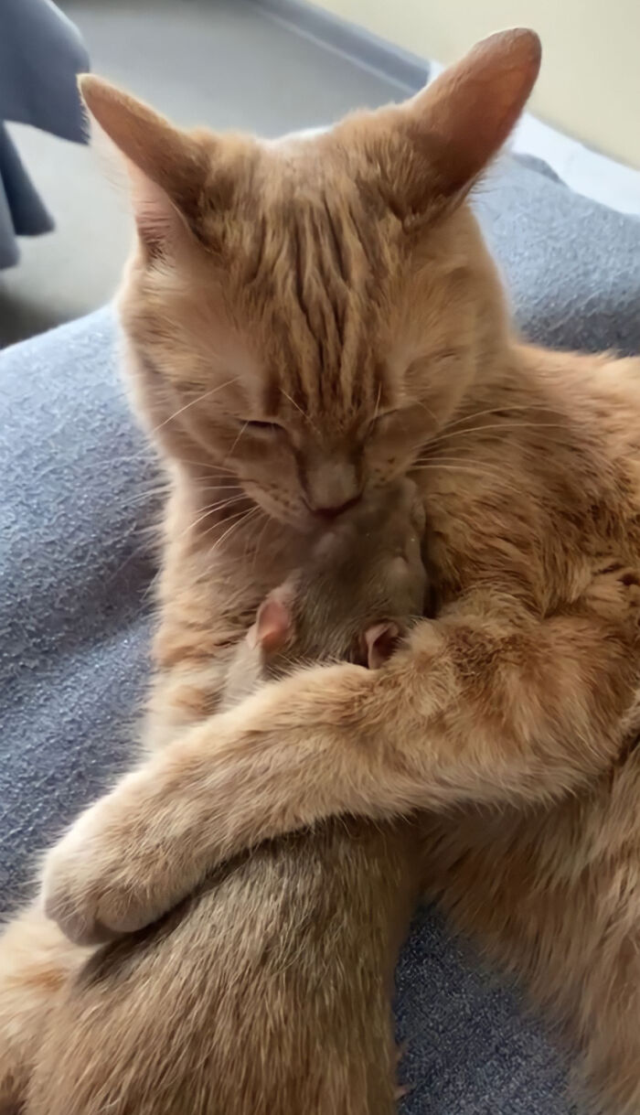 The Most Unlikely Friendship Formed Between This Cat And A Rat, Who Now Share An Inseparable Bond The Most Unlikely Friendship Formed Between This Cat And A Rat, Who Now Share An Inseparable Bond