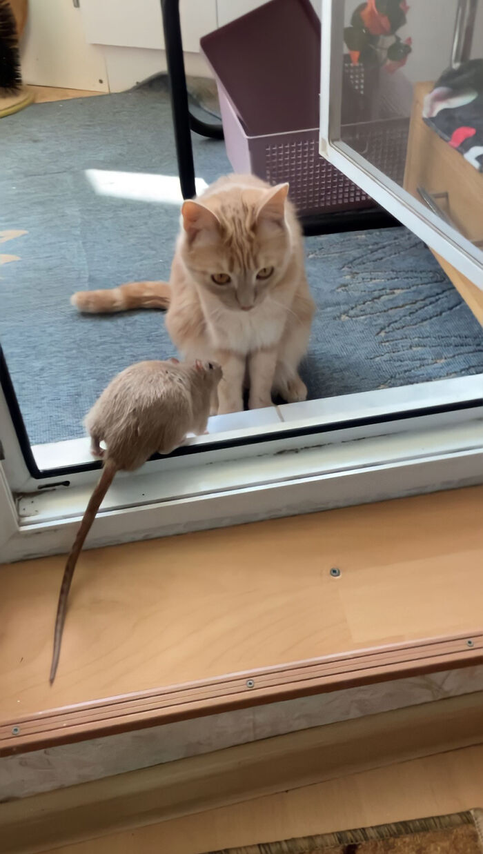 The Most Unlikely Friendship Formed Between This Cat And A Rat, Who Now Share An Inseparable Bond The Most Unlikely Friendship Formed Between This Cat And A Rat, Who Now Share An Inseparable Bond