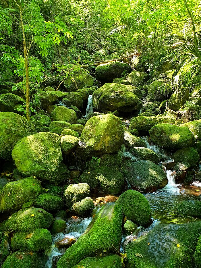 Wairere Falls Track - So Green