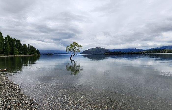 Survivor - This Tree Grew From A Fence Post. It Took Root More Than 80 Years Ago!