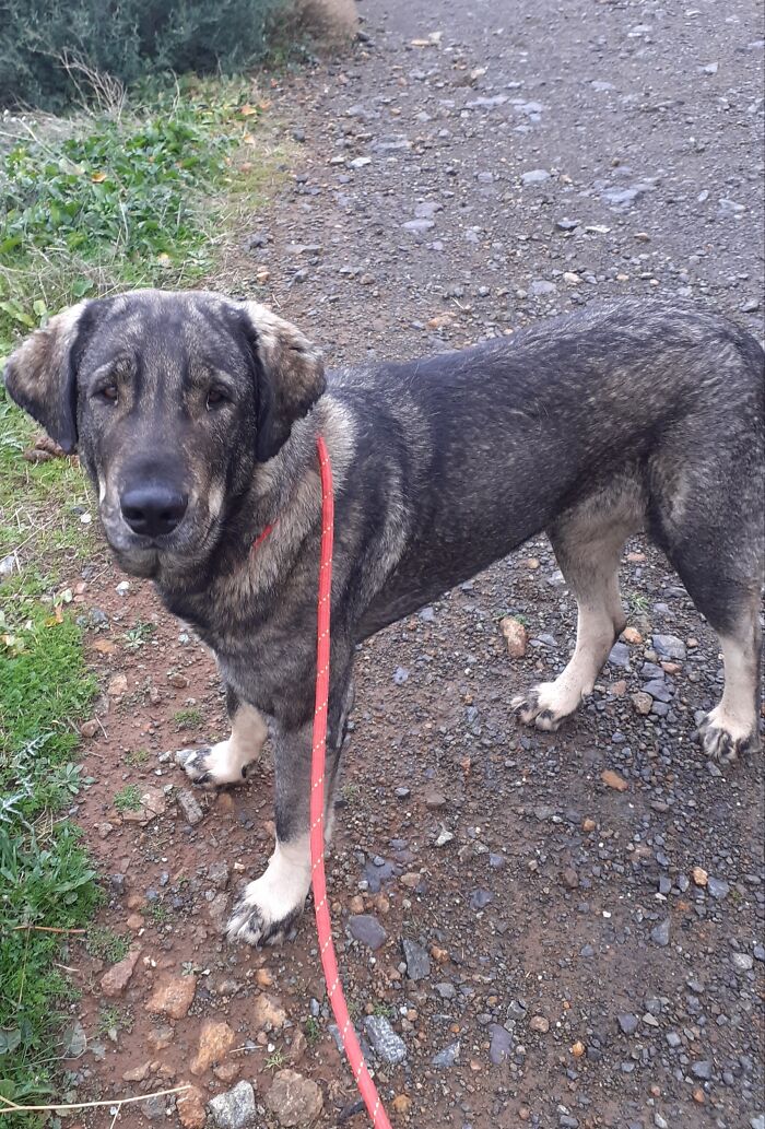 At The Adana Dog Rescue Centre We Nurture Dogs (8 Pics)