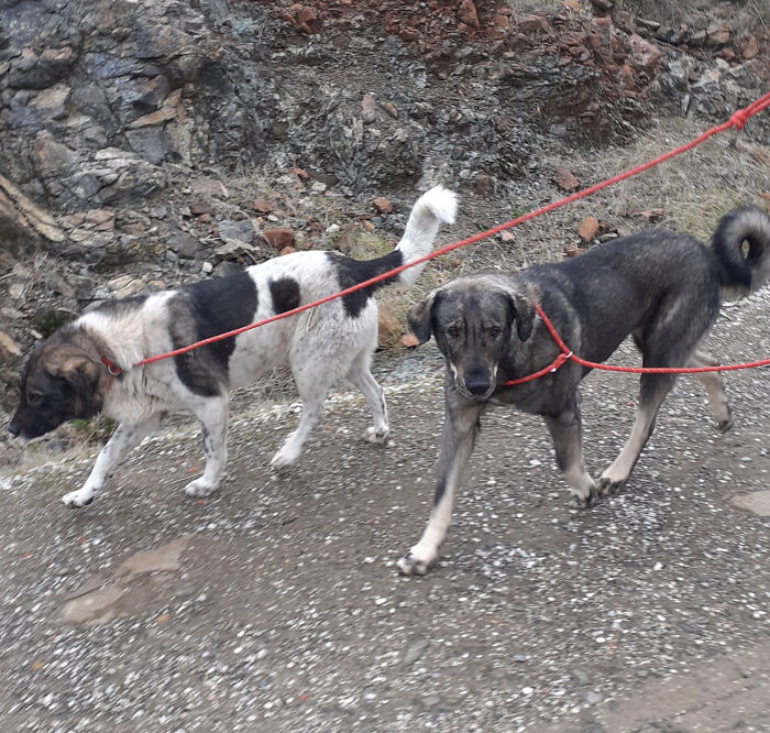 At The Adana Dog Rescue Centre We Nurture Dogs (8 Pics)