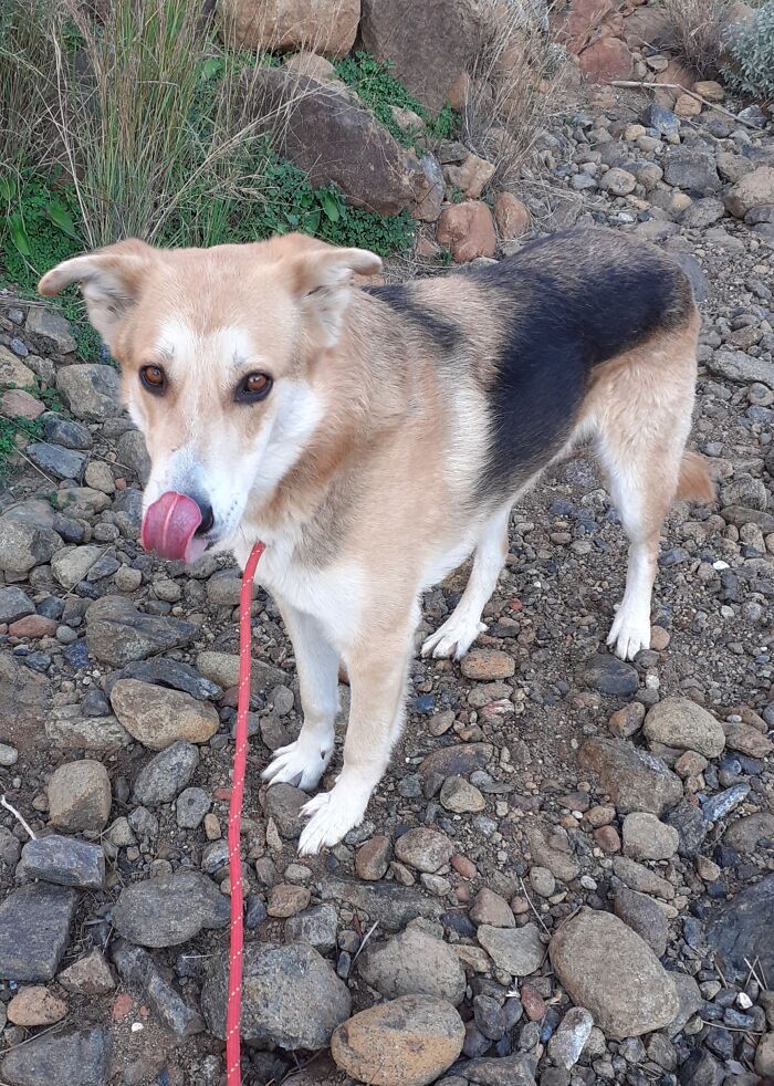 At The Adana Dog Rescue Centre We Nurture Dogs (8 Pics)