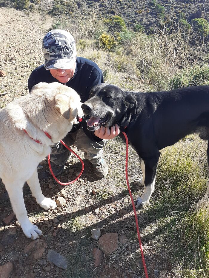 At The Adana Dog Rescue Centre We Nurture Dogs (8 Pics)