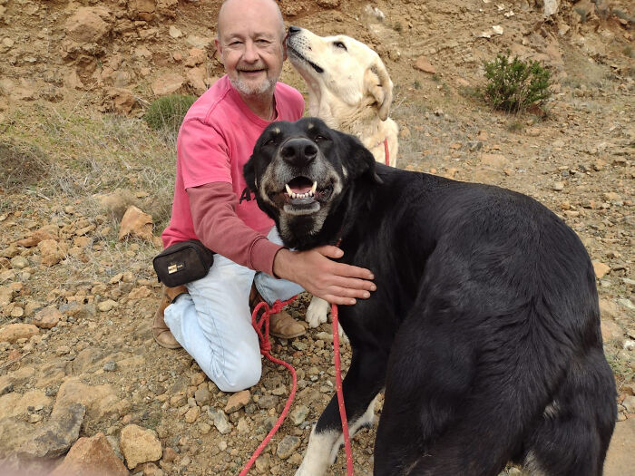 At The Adana Dog Rescue Centre We Nurture Dogs (8 Pics)