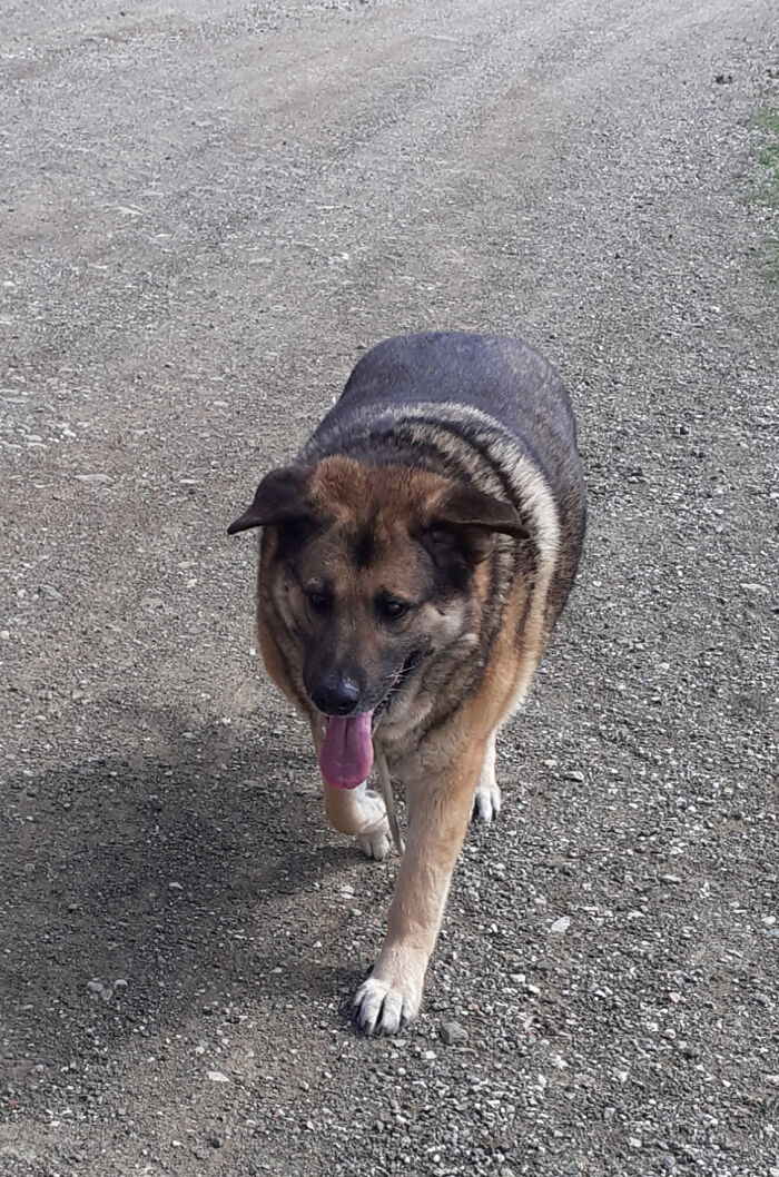 At The Adana Dog Rescue Centre We Nurture Dogs (8 Pics)