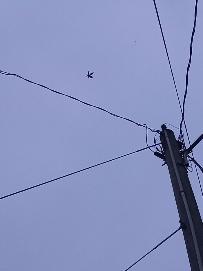 A Japanese Maple Leaf Caught In A Spiderweb On Some Powerlines. It Looked Way Better In Person