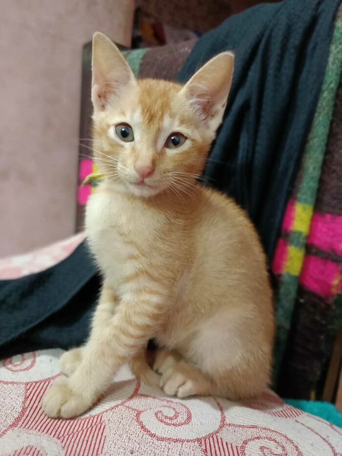 Finally, A Calm Picture Of My Naughty Boy Thor