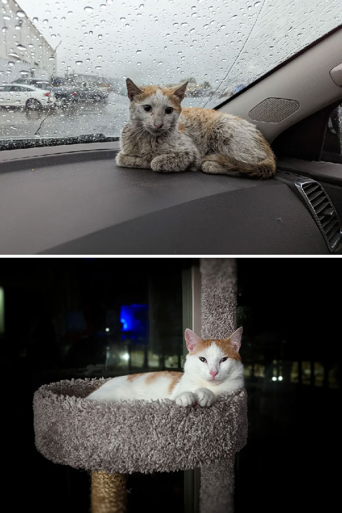 Found This ~7 Month Old Kitty Hanging Around My Shop May 31st. Super Friendly With Everyone