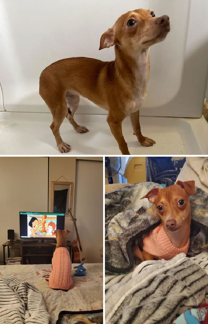 Anoche adopté a mi primer perro. Se llama Ginger