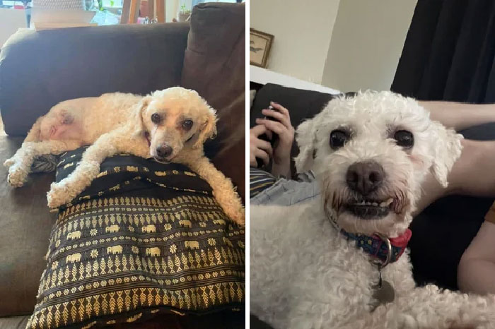 Patricia Arquette The 3-Legged Poodle! We Are Her Third Home But We Will Keep Her Forever