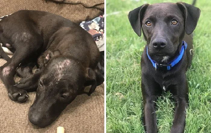 Found In The Side Of The Road On Christmas Day 2018