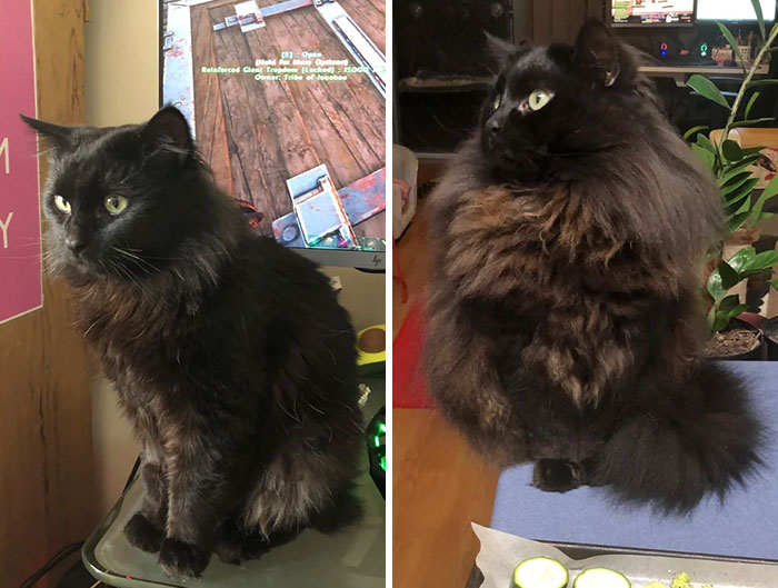 Chadwick 2 Years Post Adoption And One Floofening Later