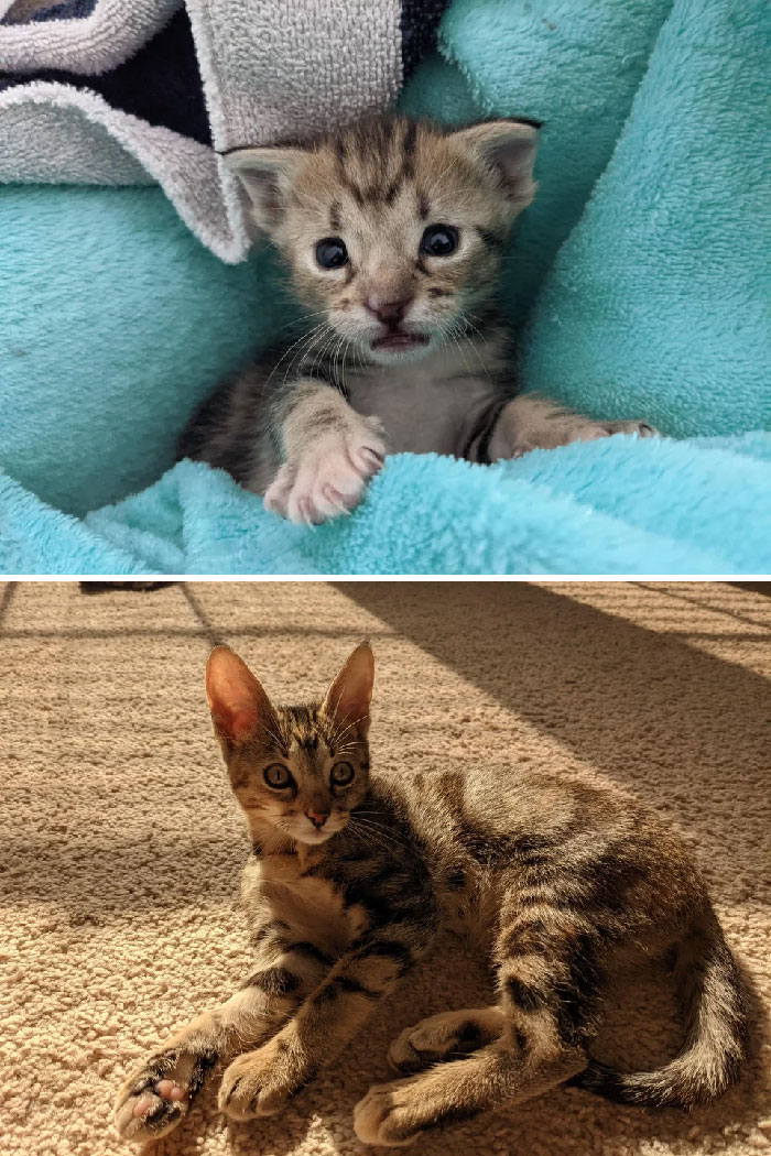 1 Year Ago I Found This Tiny Kitten In The Middle Of The Parking Lot At My Work. Scroll To See Xena Grow Up!