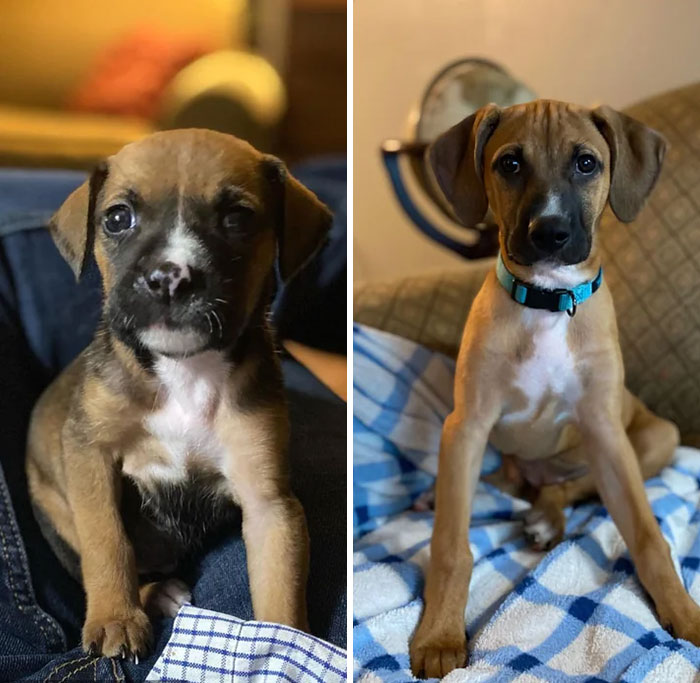 It’s Hard To Believe We Only Adopted Alice Three Months Ago!