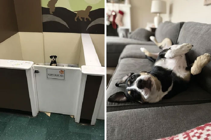 The Day My Husband Got Him From The Shelter And 2.5 Years Later