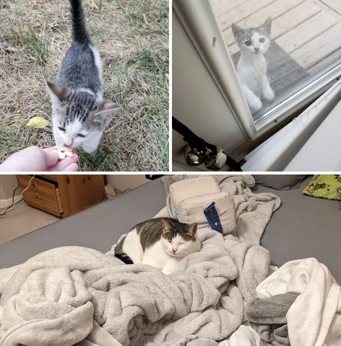 Five Years Ago I Fed A Stray Kitten, It Followed Me Home